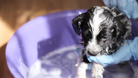 puppy bath time