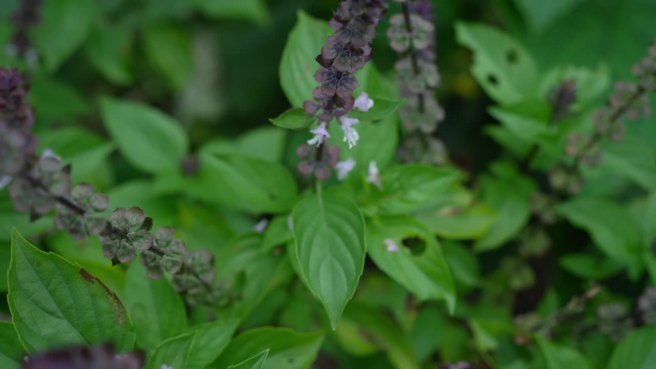 abeja nativa australiana volando lejos de la planta de albahaca con flores