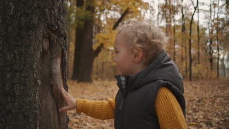 charming curious child boy is viewing trees bark in forest at autumn exploring nature at weekend family trip medium portrait of baby