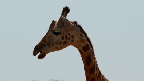 close up of giraffe's head chewing handheld shot footage
