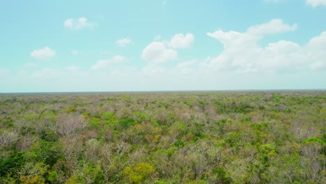 Aerial-View-Of-Tropical-Jungle-Forest-Trees-Landscape-In-Yucatan-Mexico