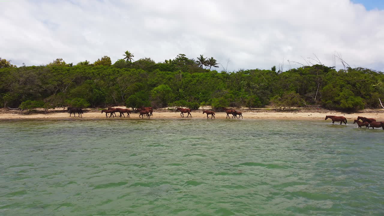manada de caballos salvajes caminando por la playa en la costa norte de nueva caledonia