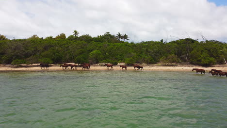 wild horse herd walking along beach on north coast new caledonia