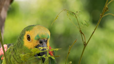 4k close up footage of a green, yellow and blue macaw parrot breaking a twig off of a tree