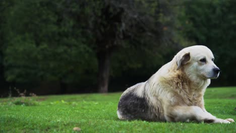 mother dog sits on the green lawn and waits for her cute playful puppies