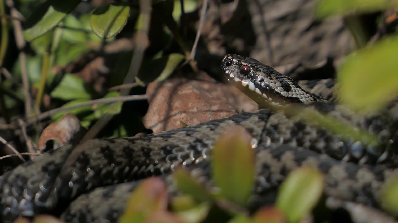 serpiente víbora en la naturaleza, de cerca, mirando a su alrededor en la hierba seca