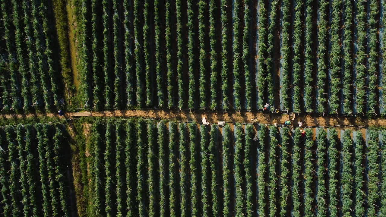 시골 토마토 농장에서 일하는 겸손한 아시아 사람들의 공중 평면도