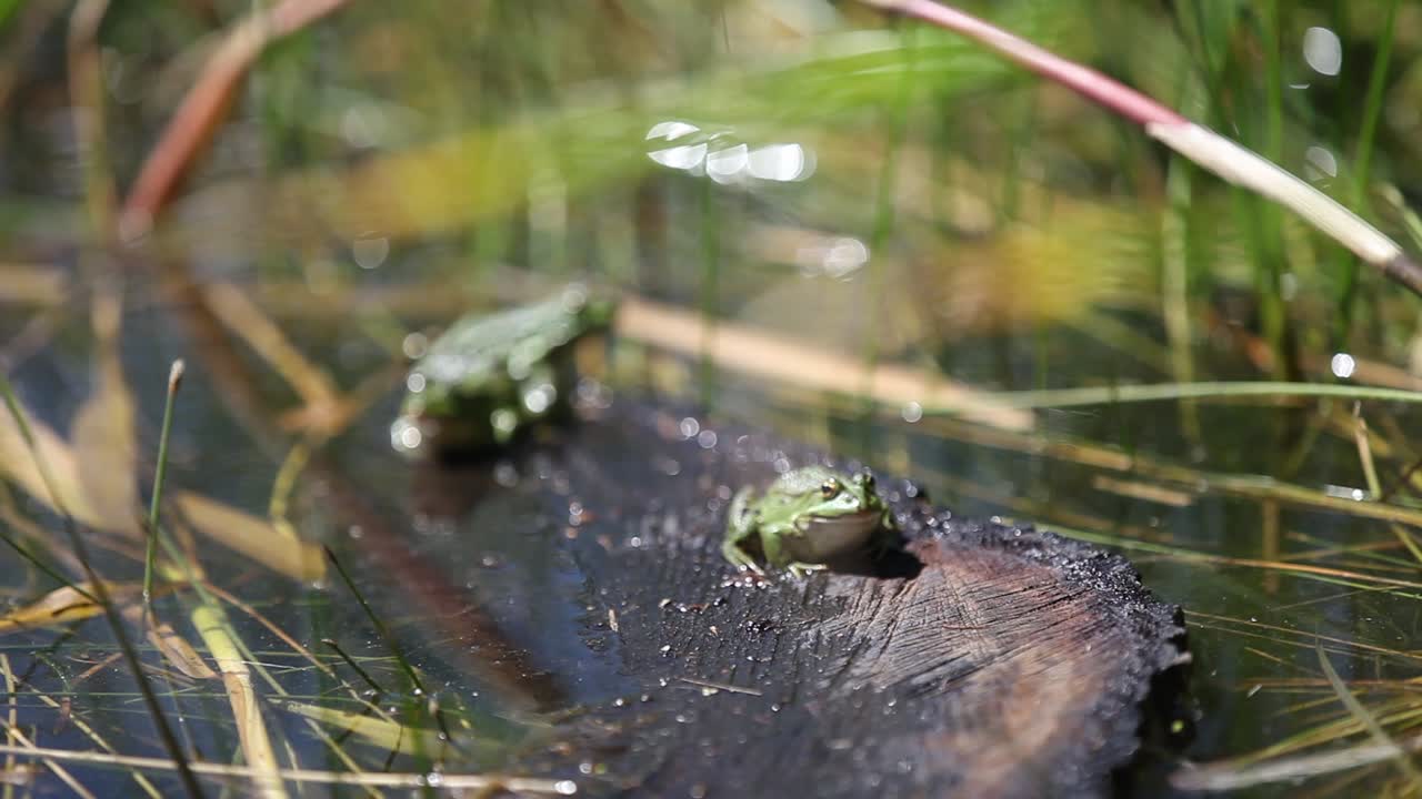 Edible common water frogs or green frogs in a forest pool.
Shot by Arc1 and the acclaimed photography Tim Allen
www.arc1.eu || www.timallenphoto.net