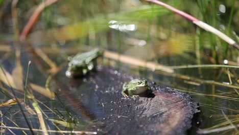 edible common water frogs or green frogs in a forest pool.
shot by arc1 and the acclaimed photography tim allen
www.arc1.eu || www.timallenphoto.net