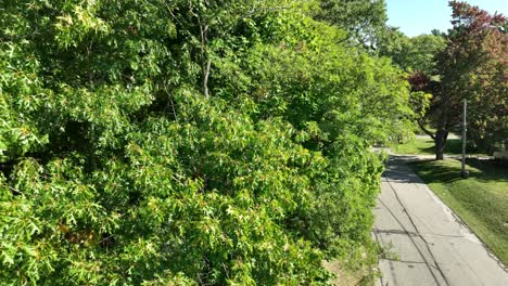 frondosos árboles de verano en pleno verde justo antes del otoño