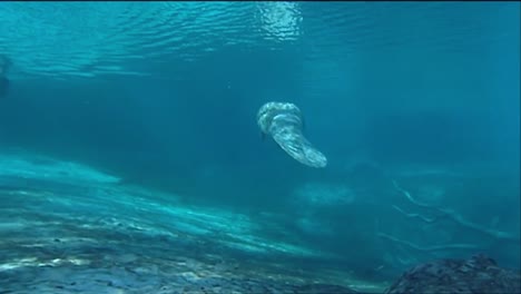 Ein-Taucher-Schwimmt-Mit-Einer-Seekuh-Unter-Wasser