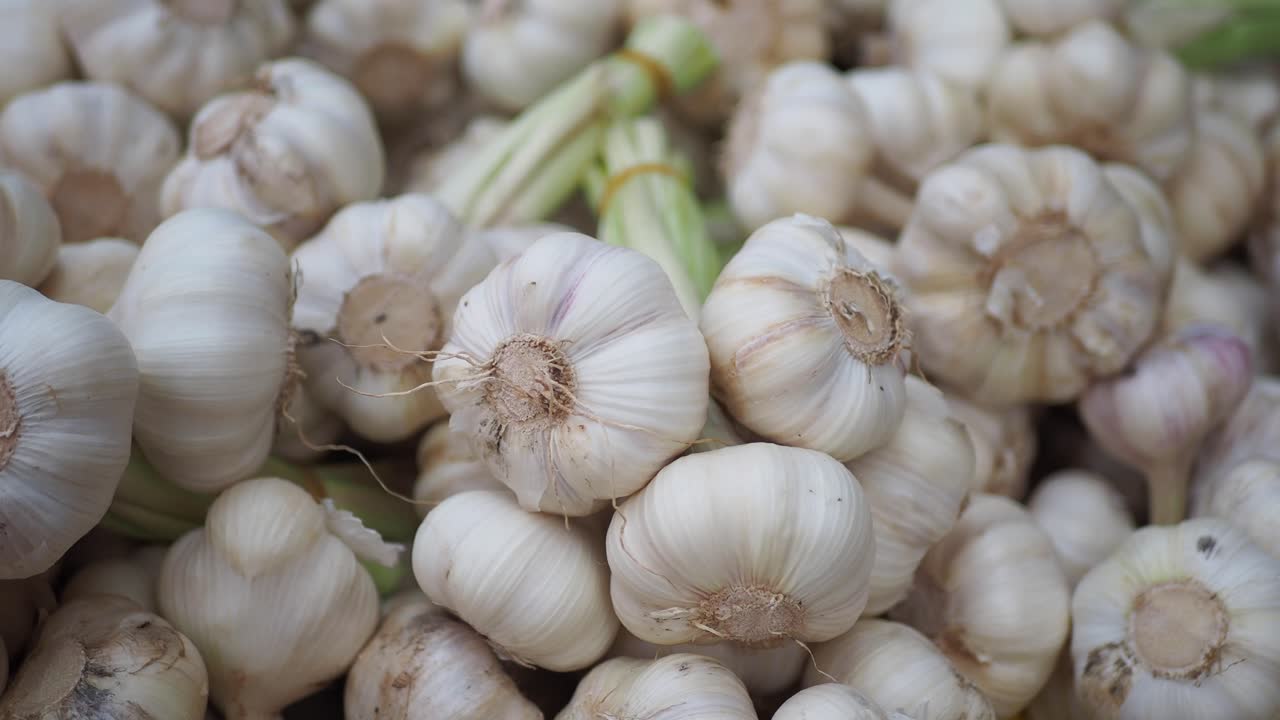 마늘 머리 어리