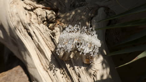 silver bridal crown for the wedding on a tree stump - pan left - top view