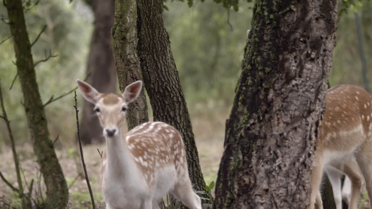 manada de ciervos manchados caminan en fila india más allá de los árboles del bosque hacia la cámara