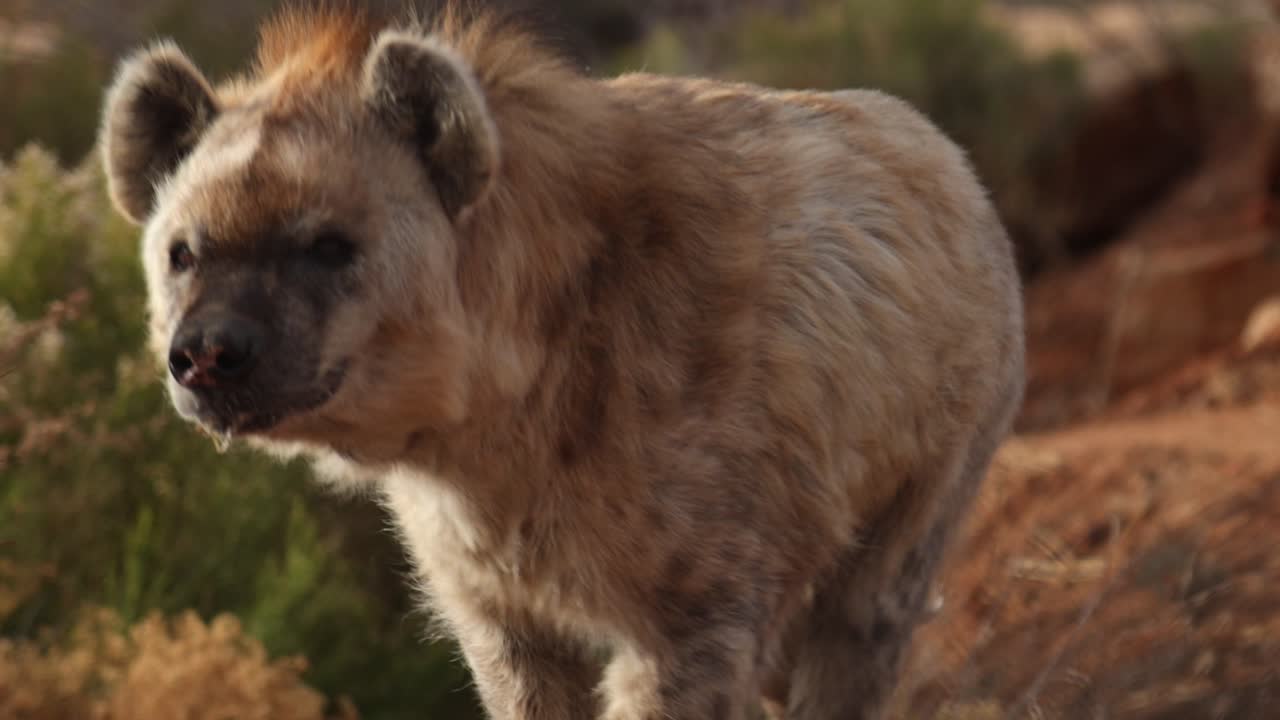 하이에나가 너 쪽으로 달려오고 있어 슬로모