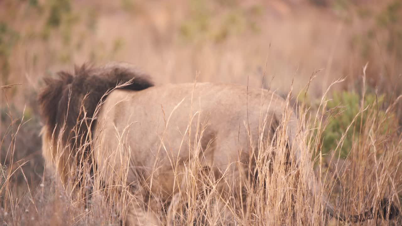 Leone che si aggira nell'erba alta della savana, di spalle alla telecamera.
