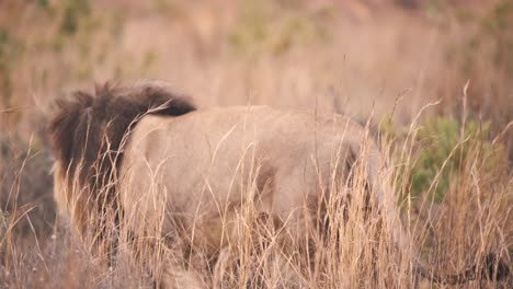 lion prowling in tall savannah grass with his back to camera