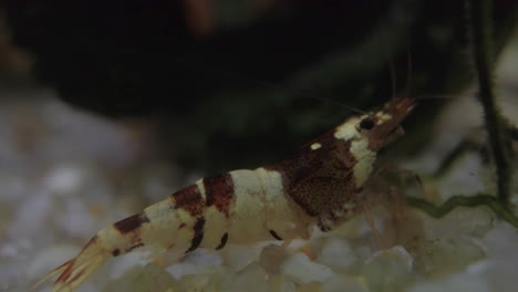 black taiwan crystal bee shrimp walking on the white gravels