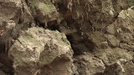 earth covered roots of a fallen large tree in the forest