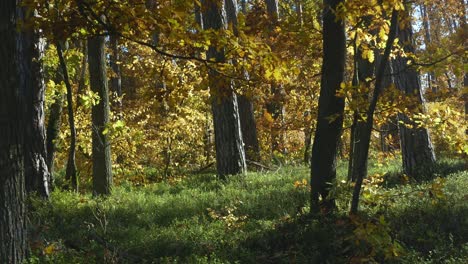 Sunny-day-in-forest-with-colorful,-autumn-leaves