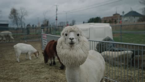 Beautiful-Hairy-White-Alpaca-Staring-At-The-Camera---Coaticook,-Quebec,-Canada---Medium-Shot