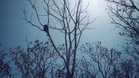 Un-Mono-Aullador-Se-Mueve-En-La-Copa-Del-árbol