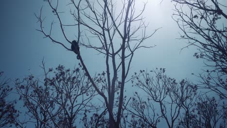 a howler monkey moves around in the treetop