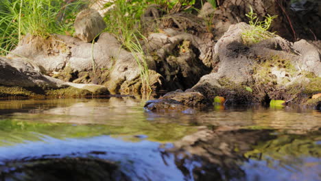 Agua-Que-Fluye-En-Coyote-Creek-En-Verano-En-Vallecito,-California,-Estados-Unidos