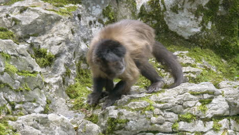 close up shot of wild capuchin monkey during hunt of prey under rocks in wilderness - prores 4k footage