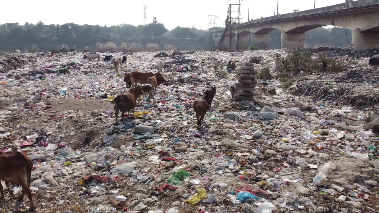 hay mucho plástico tirado en el basurero y varios animales, vacas y otras aves están recolectando comida de él
