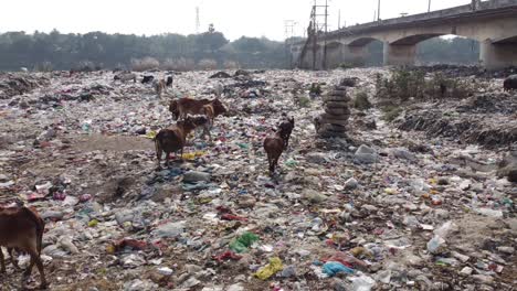 a lot of plastic is lying in the dustbin and various animals, cows and other birds are gathering food from it