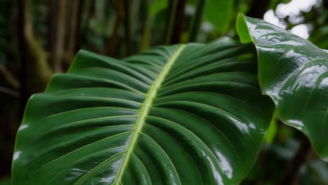 close-up of a wet tropical leaf