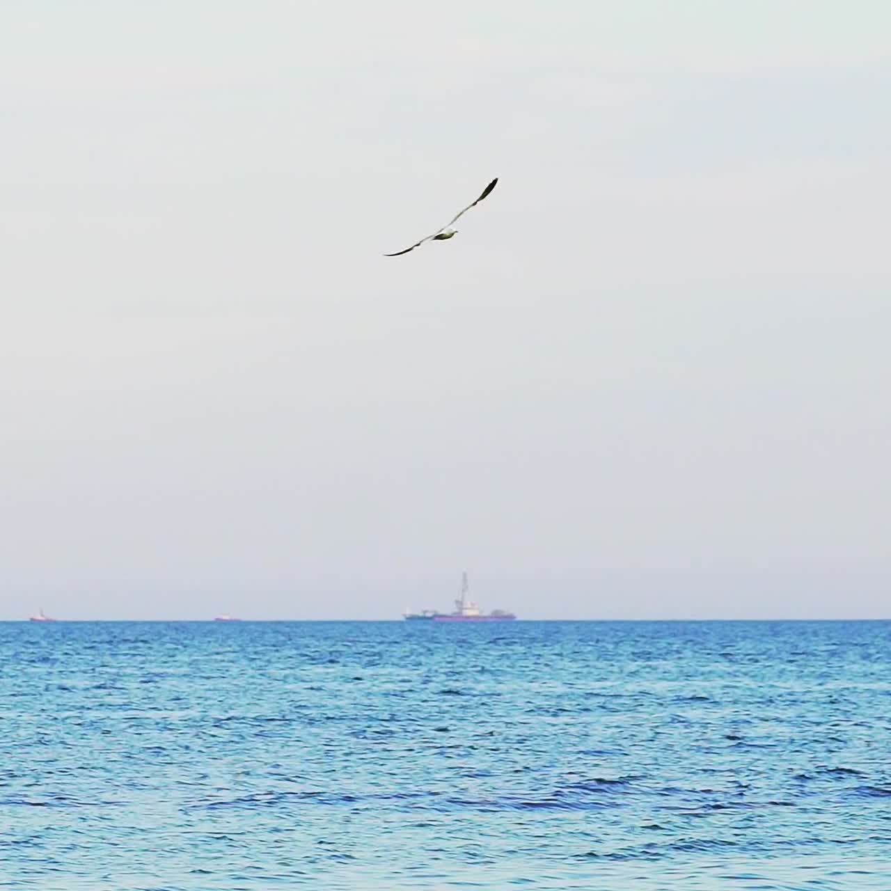 Seagull flying against sea
