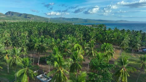 Aerial-flight-over-palm-tree-Plantation-at-Bay-of-Sarangani-during-sunny-day