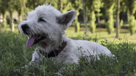 Happy-puppy-enjoying-sunny-weather