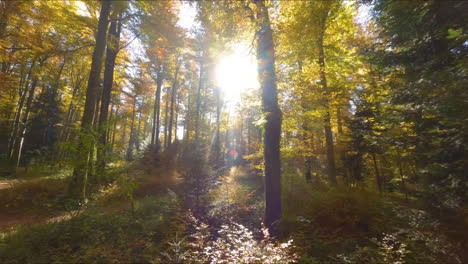 bright yellow and orange foliage in jorat woods near lausanne, vaud switzerland - drone shot