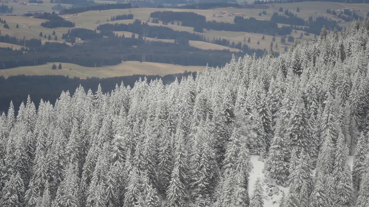 오스트리아 알프스 산맥의 산기?? 에 있는 눈 인 소나무 숲