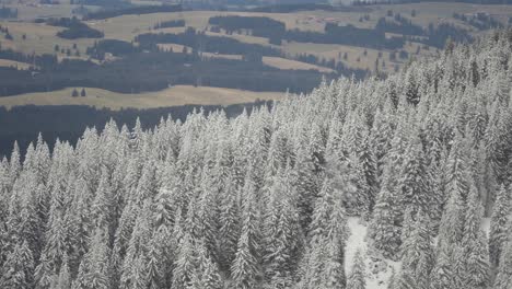 Snow-covered-pine-forest-on-the-mountain-slopes-in-the-Austrian-Alps