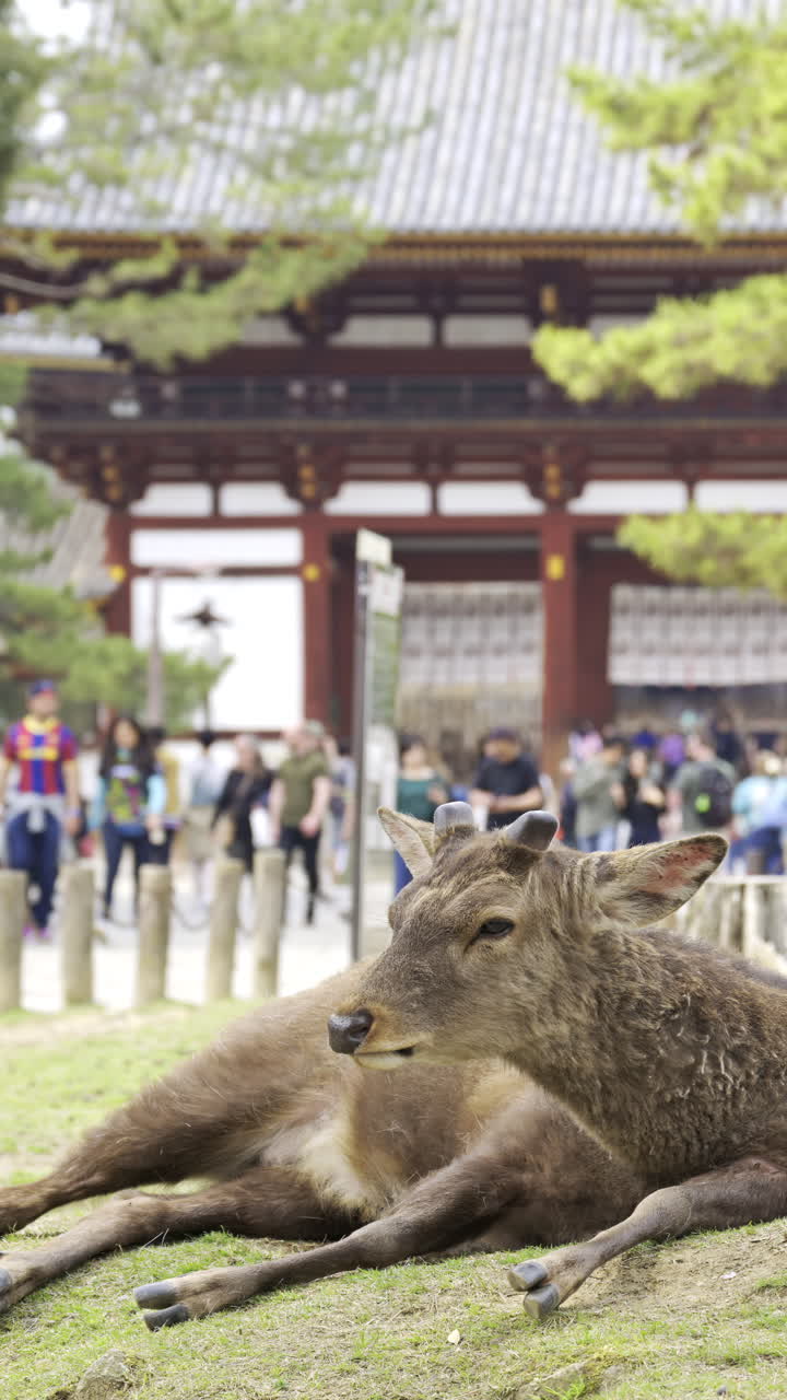 Relaxing deer at Nara Park during cherry blossom season with visitors walking on background