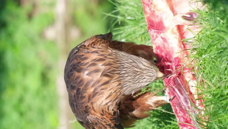 red kite eating meat