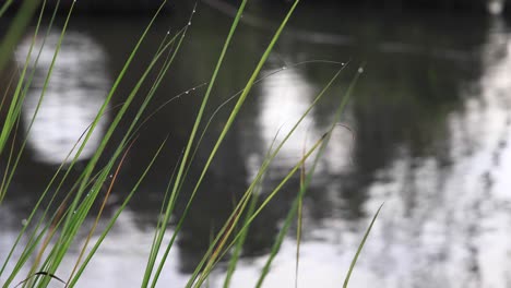 Cañas-De-Hierba-4k-Con-Gotas-De-Agua-Con-Fondo-De-Río-Que-Fluye-En-Tailandia