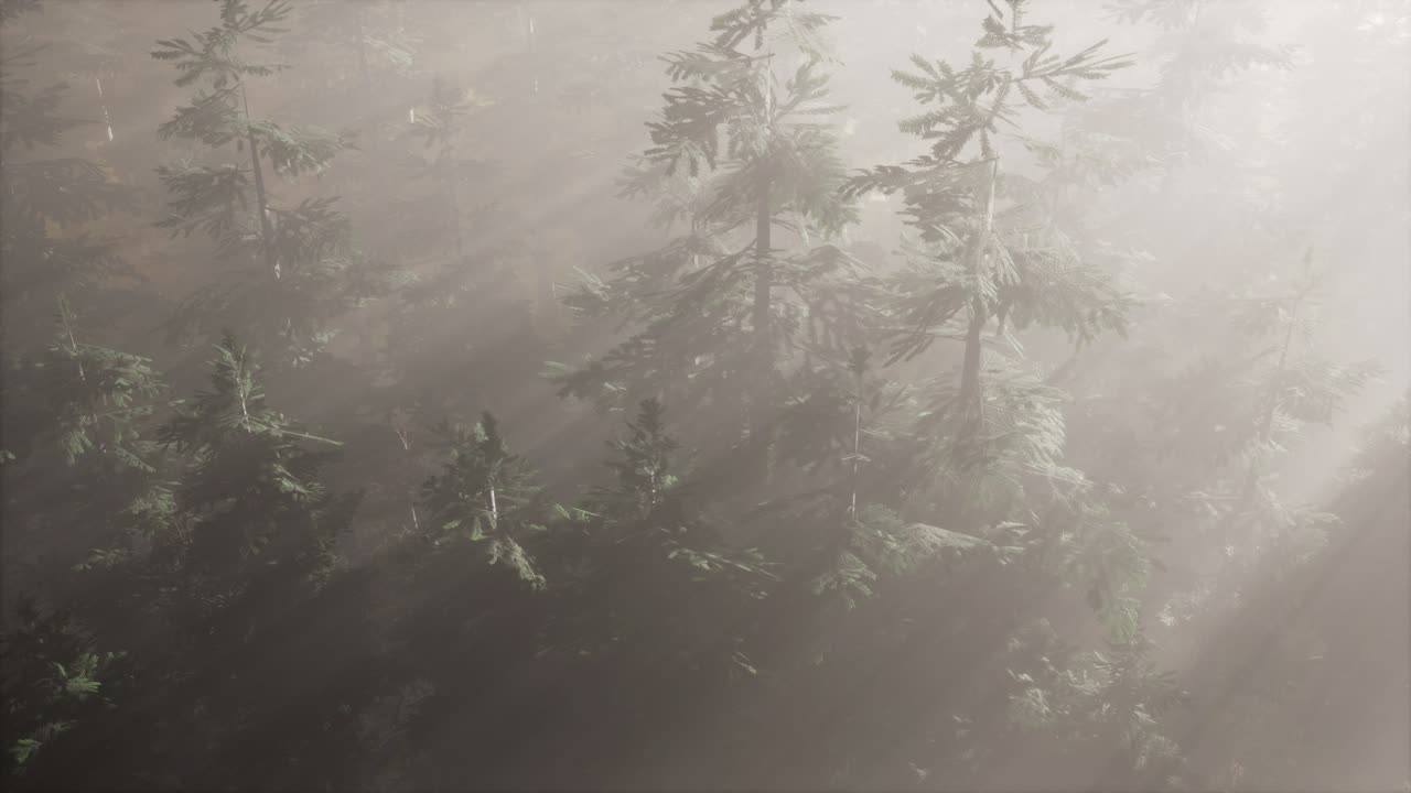 안개와 함께 숲에서 공중  ⁇ 빛