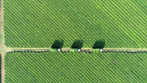 Aerial-view-of-a-green-tea-plantation,-capturing-three-lined-up-trucks-loaded-with-fresh-Camellia-sinensis-leaves,-in-the-midst-of-the-cultivation