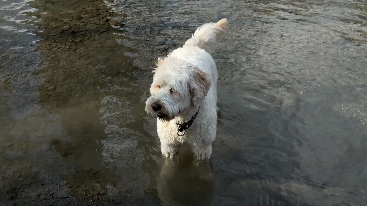 Dog breed Labradoodle white cream fur coat outdoor pet in shallow water