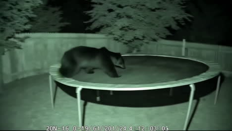 curious black bear discovers and plays on backyard trampoline at night