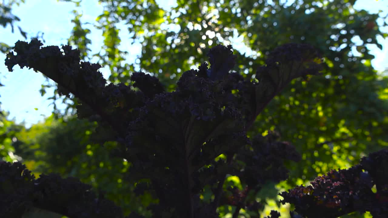 Primo piano dal basso verso l'alto di foglie di cavolo riccio verdi e viola che crescono in un giardino soleggiato con uno sfondo morbido e sfocato