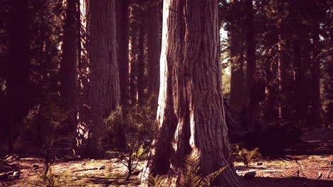 famous sequoia park and giant sequoia tree at sunset