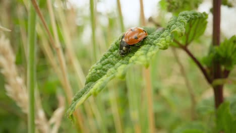 macro of ladybug perched on nettle plant establishing natural insect detailed life feeding and crawling