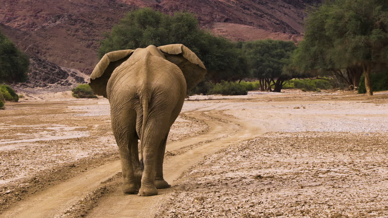 A mighty bull elephant walks through the Hoanib Valley in Namibia toward a mountain range. The impressive mail uses a sandy road to progress faster. Shot from behind, medium shot