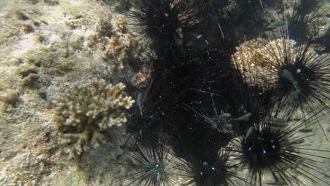 a group of beautiful diadema setosum sea urchins within a coral - underwater